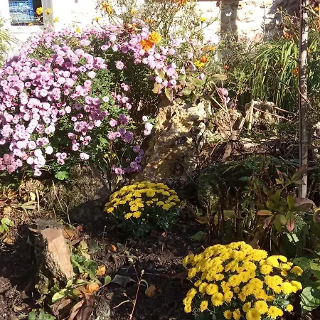 Le Clos Du Buisson *